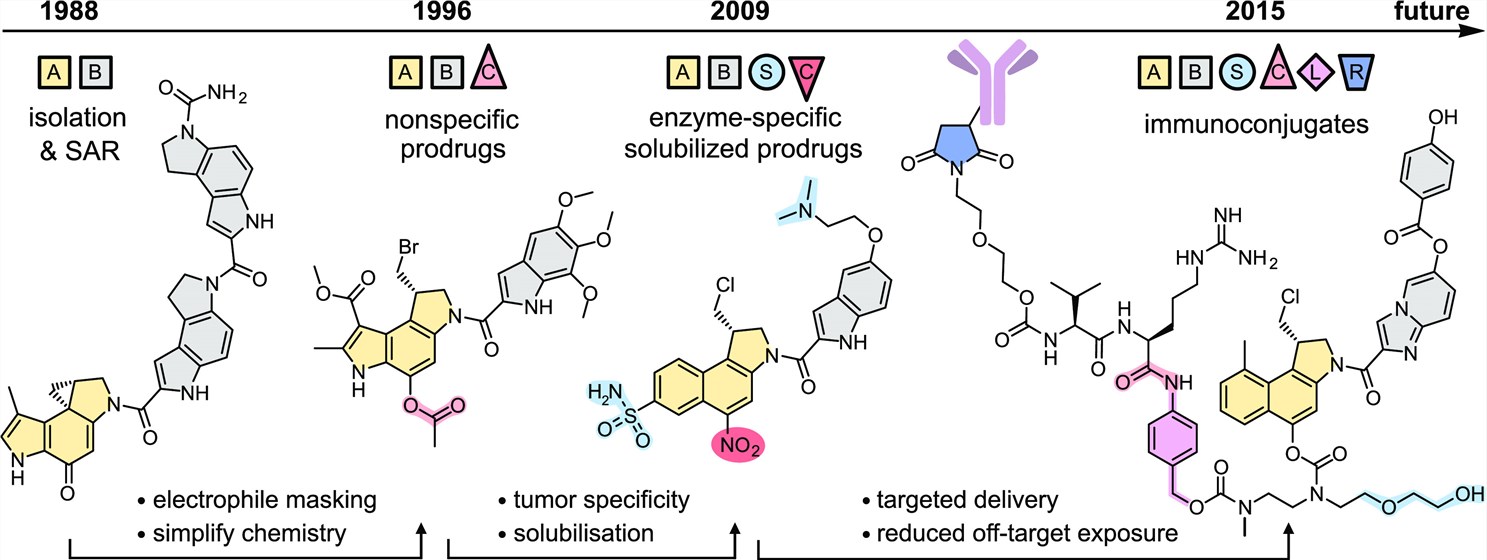 Antibody–Drug Conjugates based on Duocarmycins